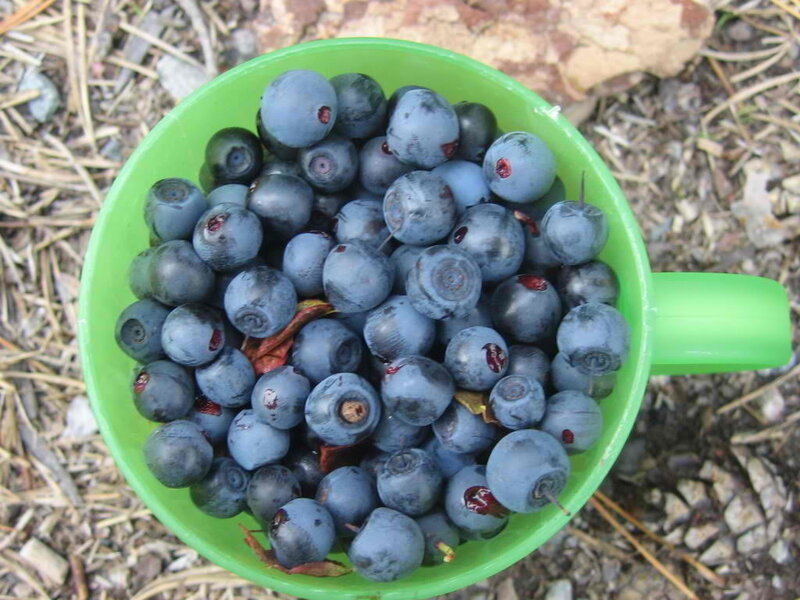 Blueberries in a Cup