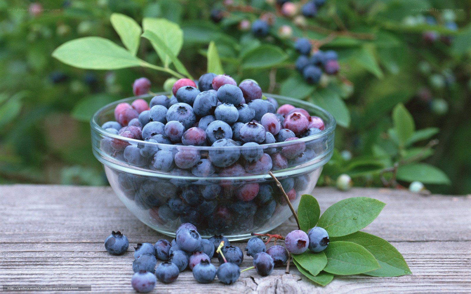 Blueberries in a glass bowl
