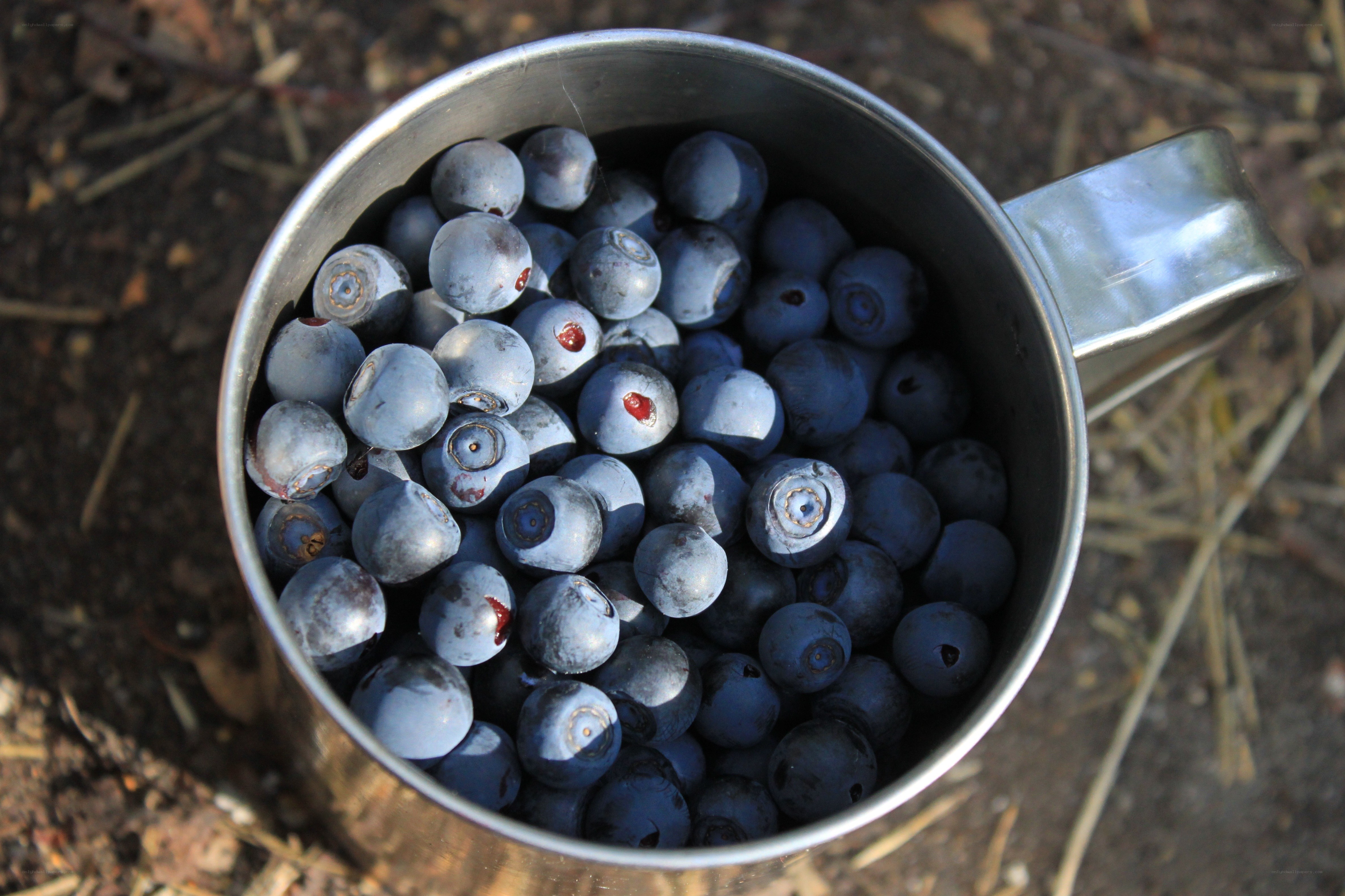 Blueberries in a metal cup
