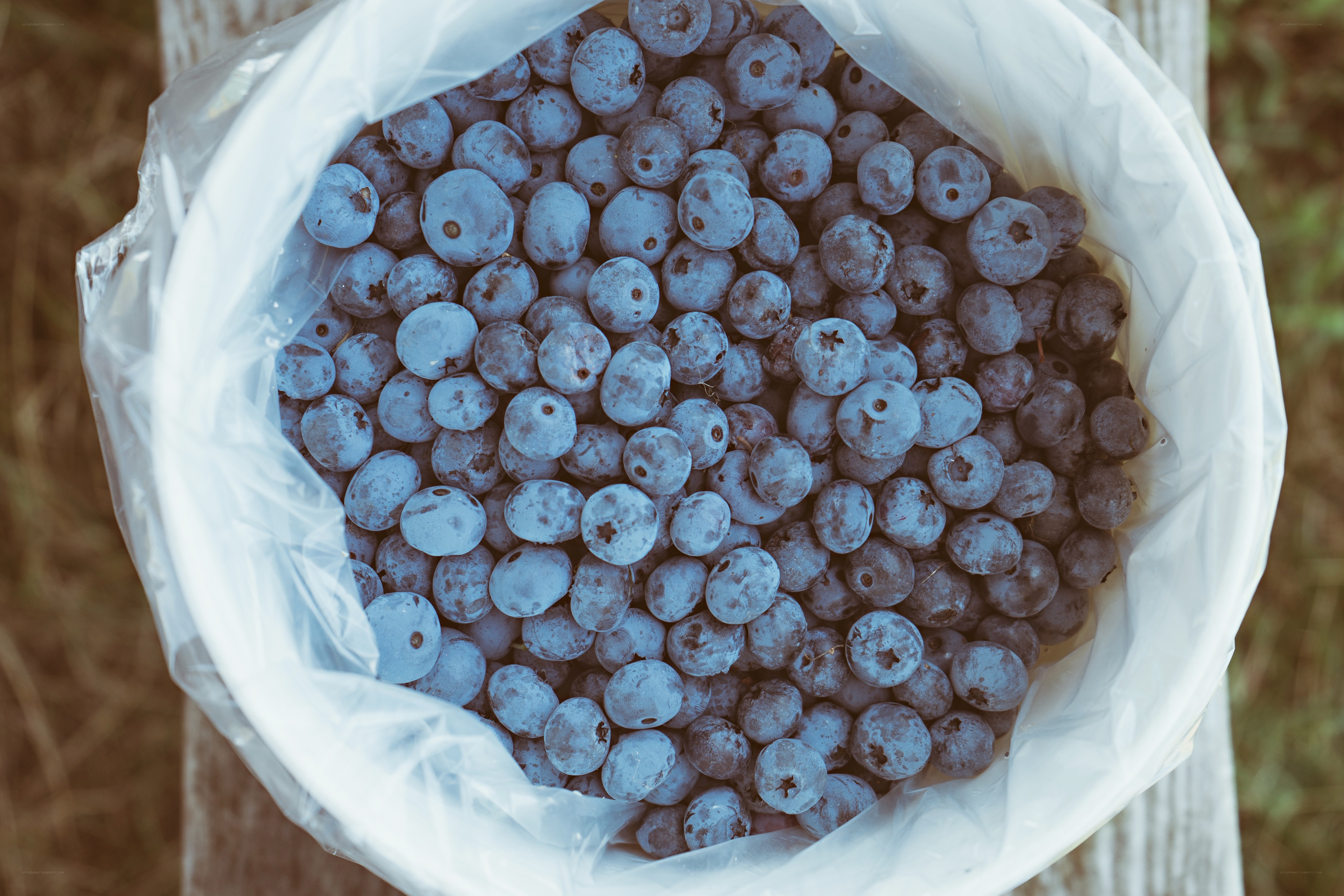 Blueberries in a plastic bag