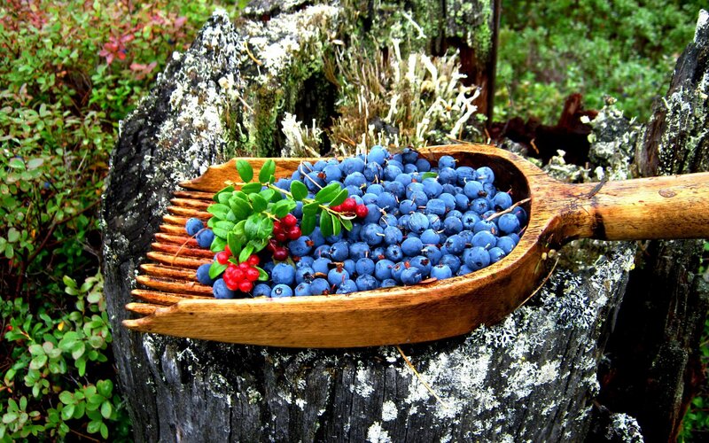 Blueberries in a wooden scoop