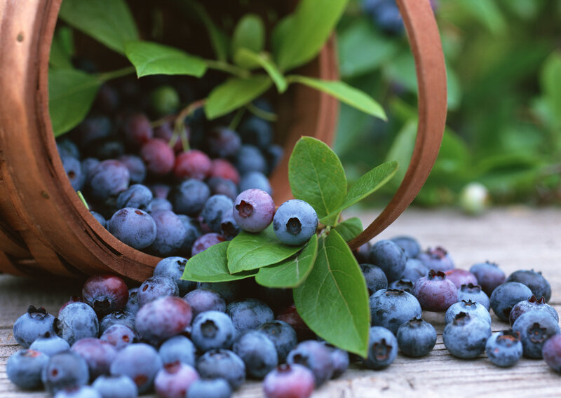 Blueberries in Basket — Blue