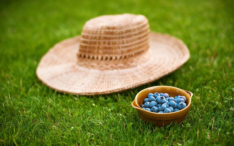 Blueberries in Bowl