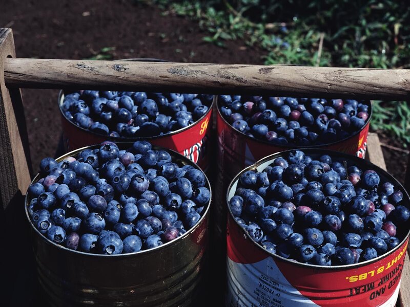 Blueberries in cans