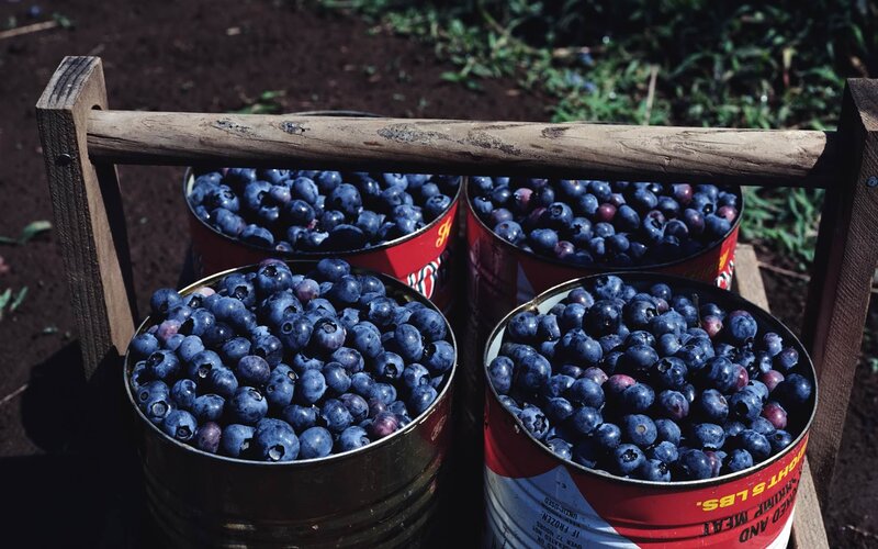 Blueberries in cans on a cart