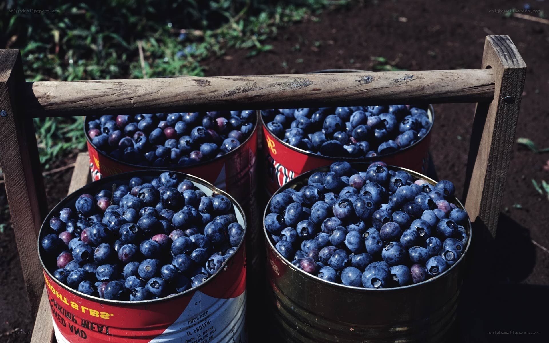 Blueberries in cans on a cart