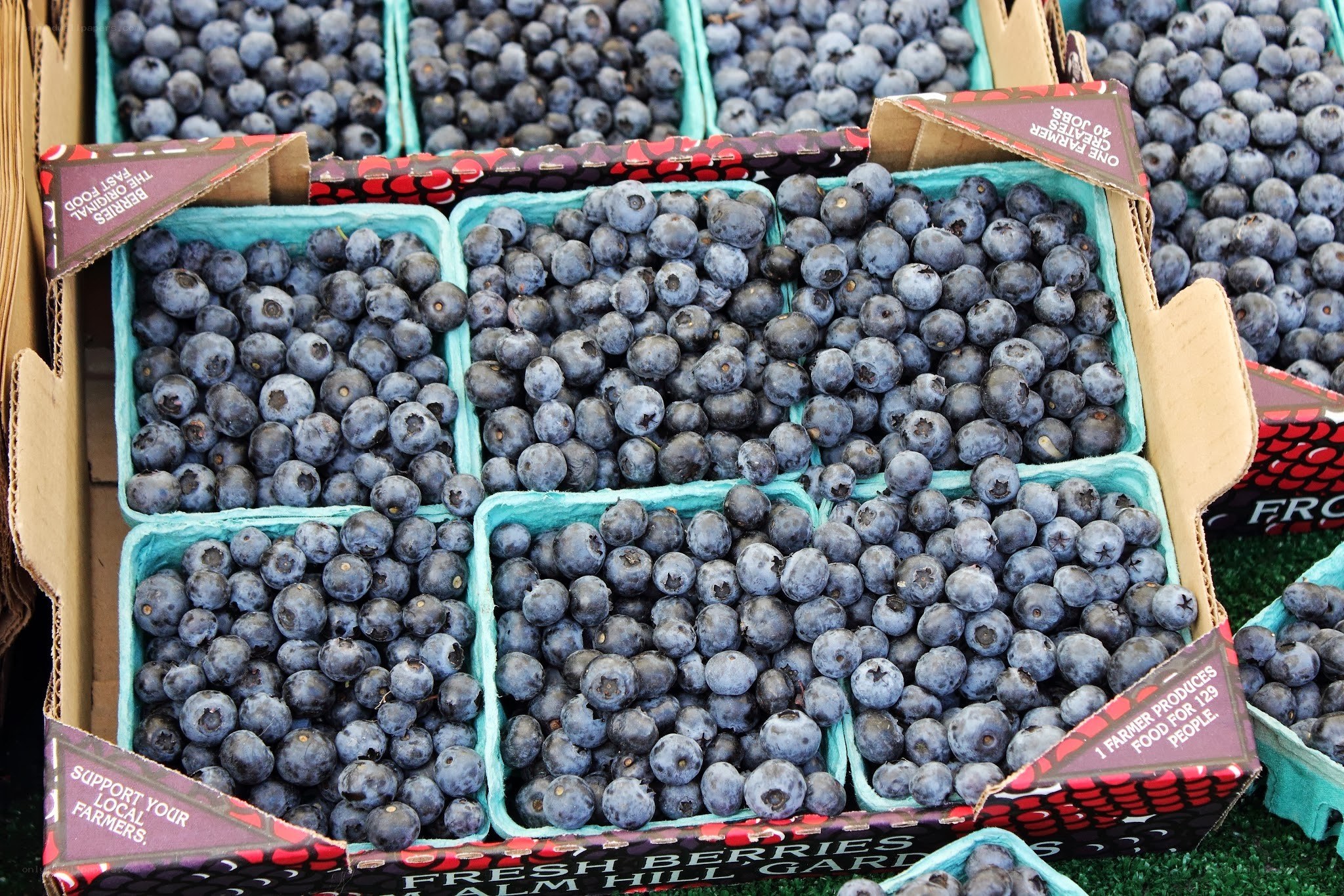 Blueberries in cardboard containers