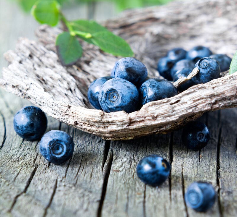 Blueberries in Driftwood Bowl — Blue