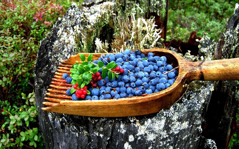 Blueberries in Wooden Scoop