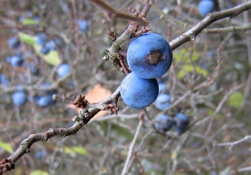 Blueberries on a Branch — Blue
