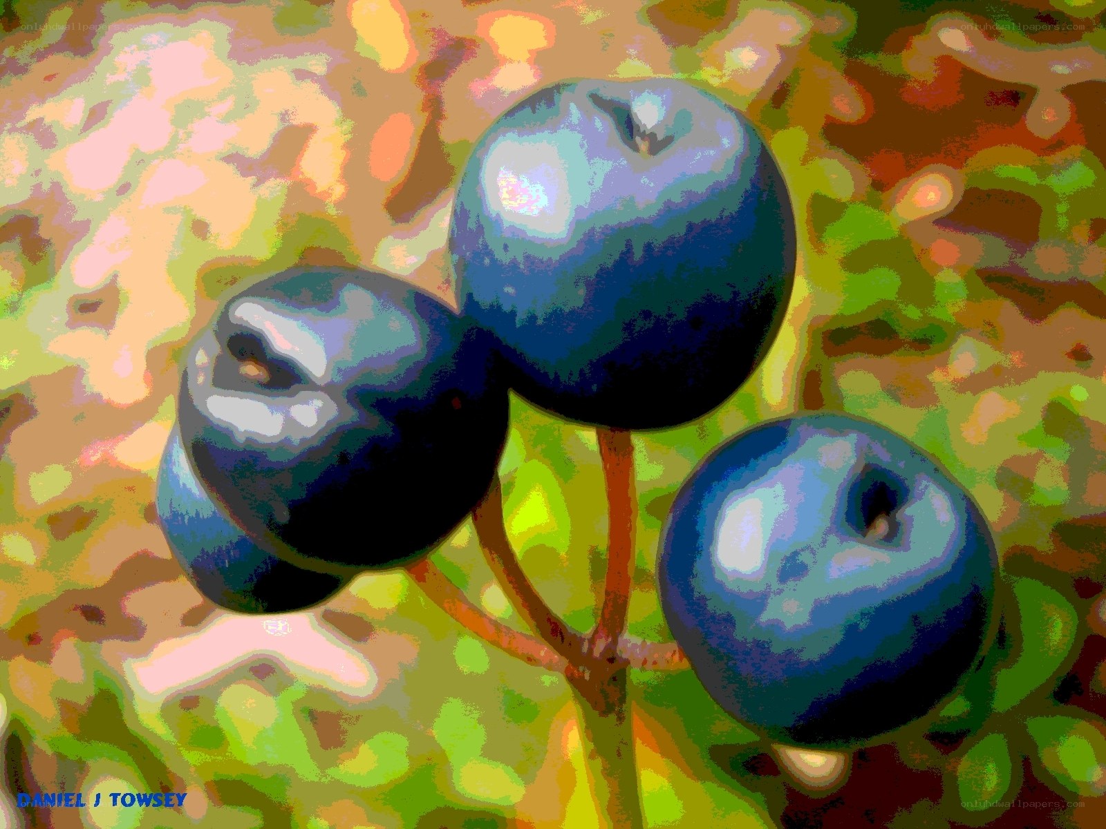 blueberries on a branch
