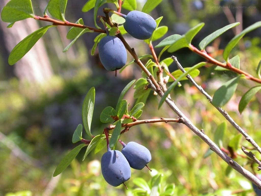 blueberries on a bush