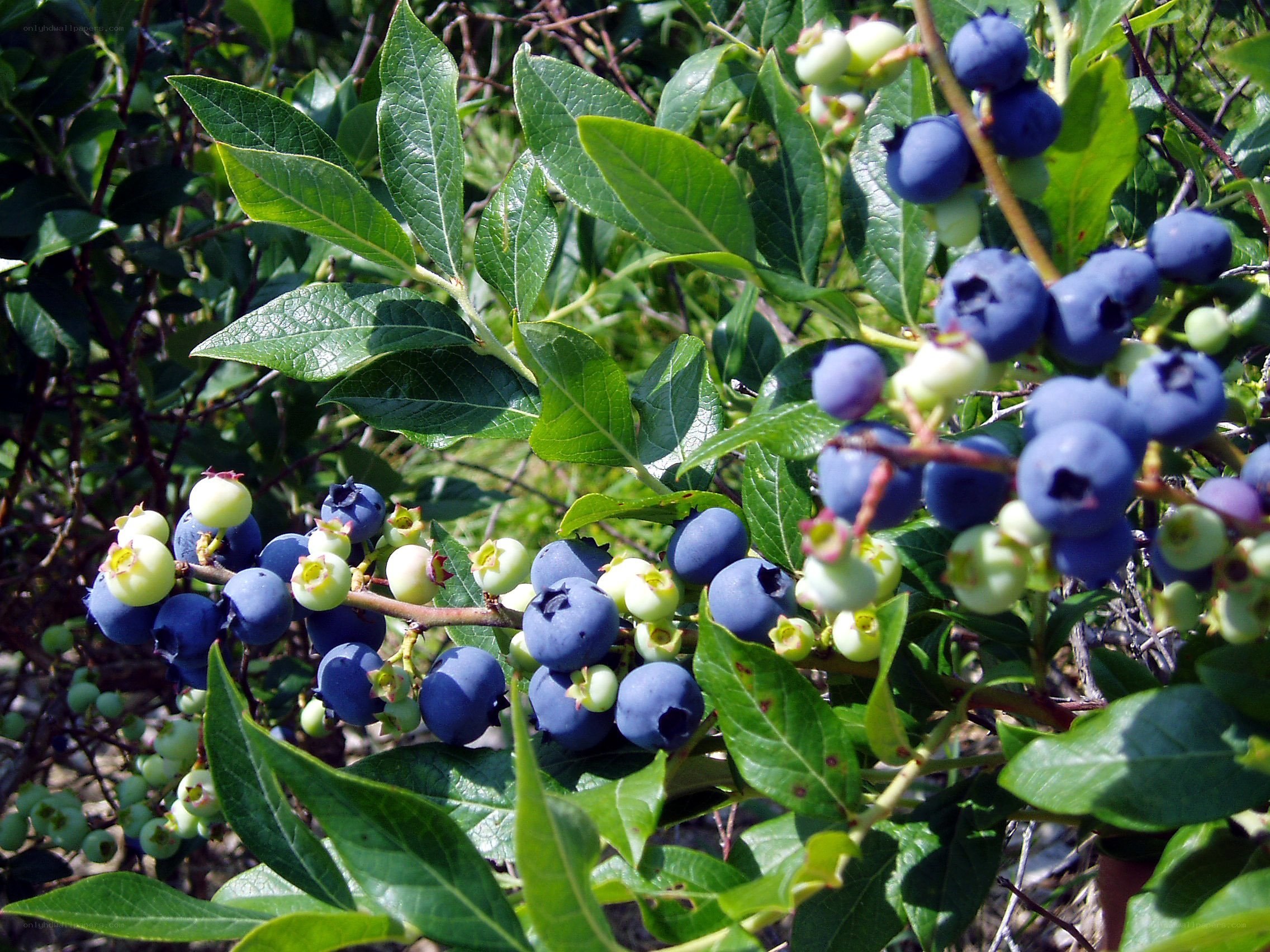 blueberries on a bush