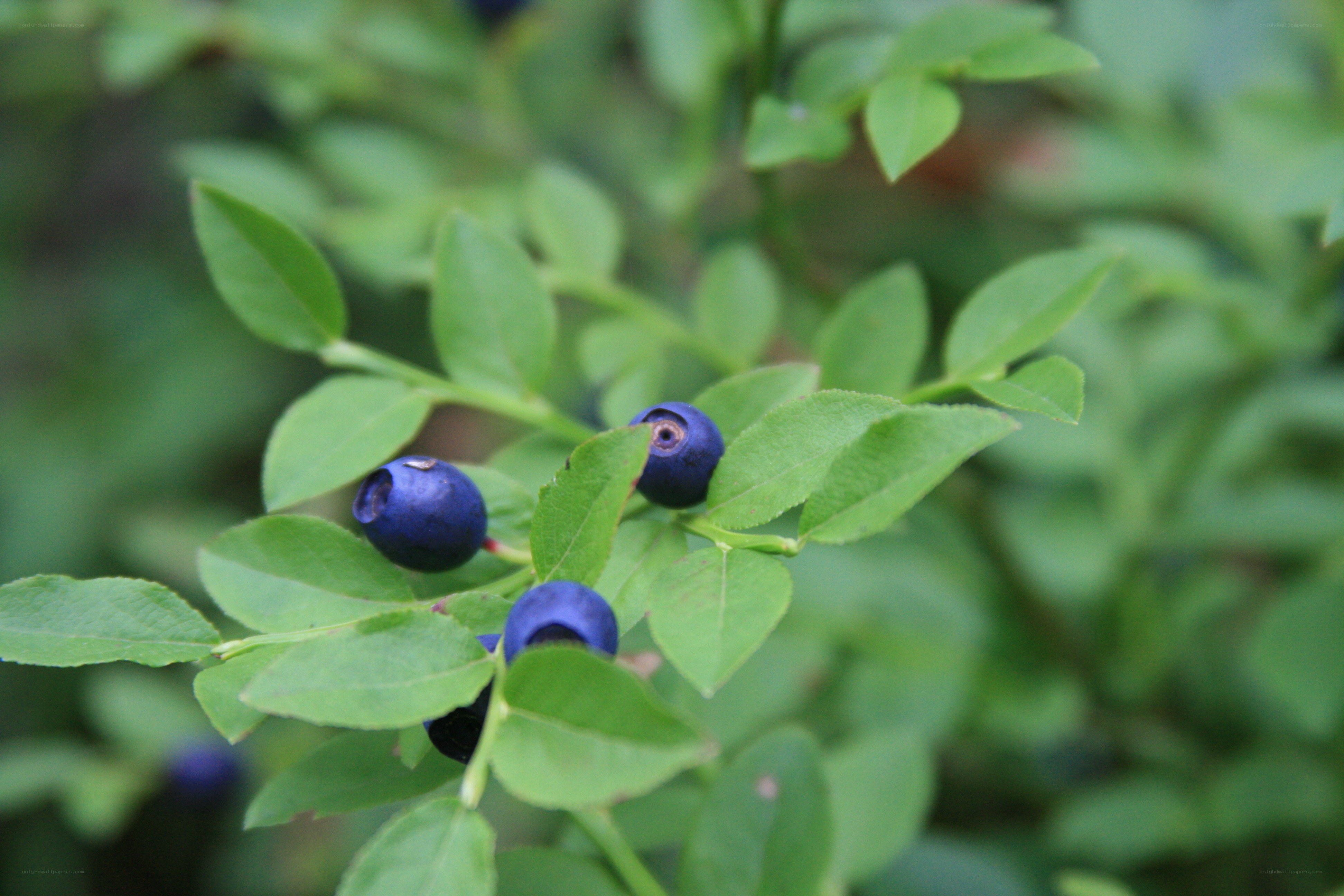 blueberries on a bush