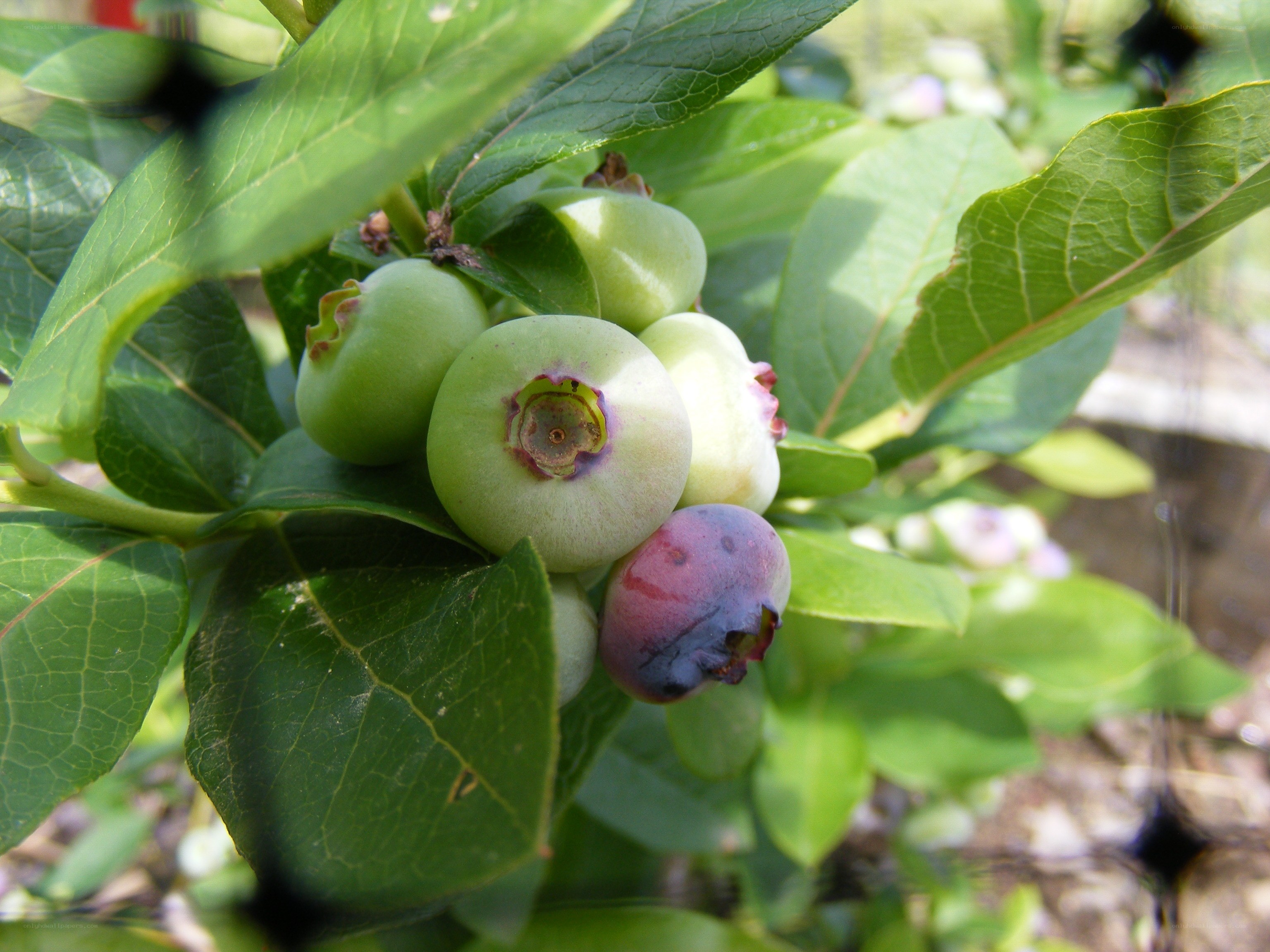 blueberries on a bush