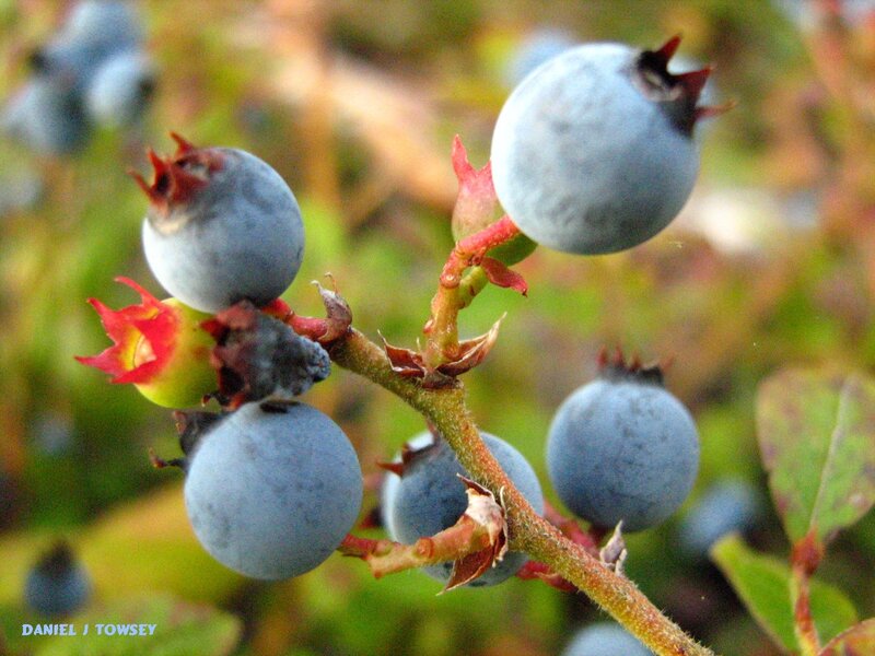 blueberries on a bush