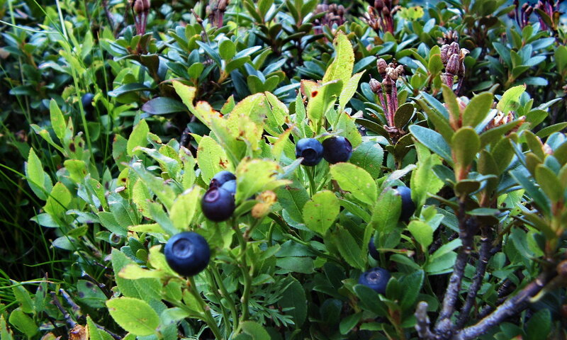 blueberries on a bush