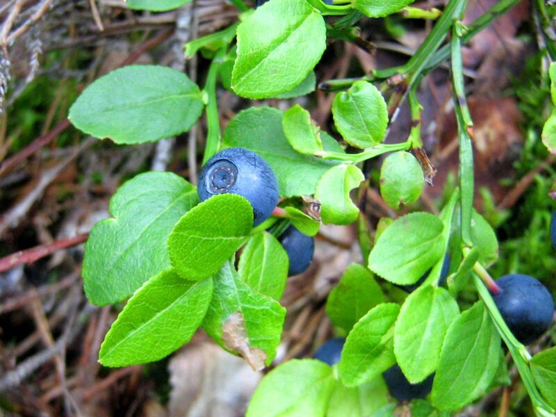blueberries on a bush
