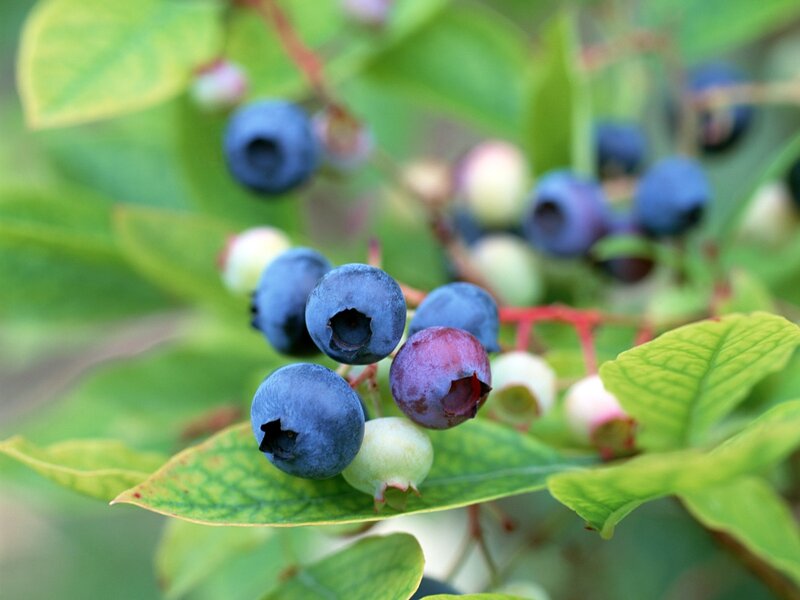 Blueberries on a bush