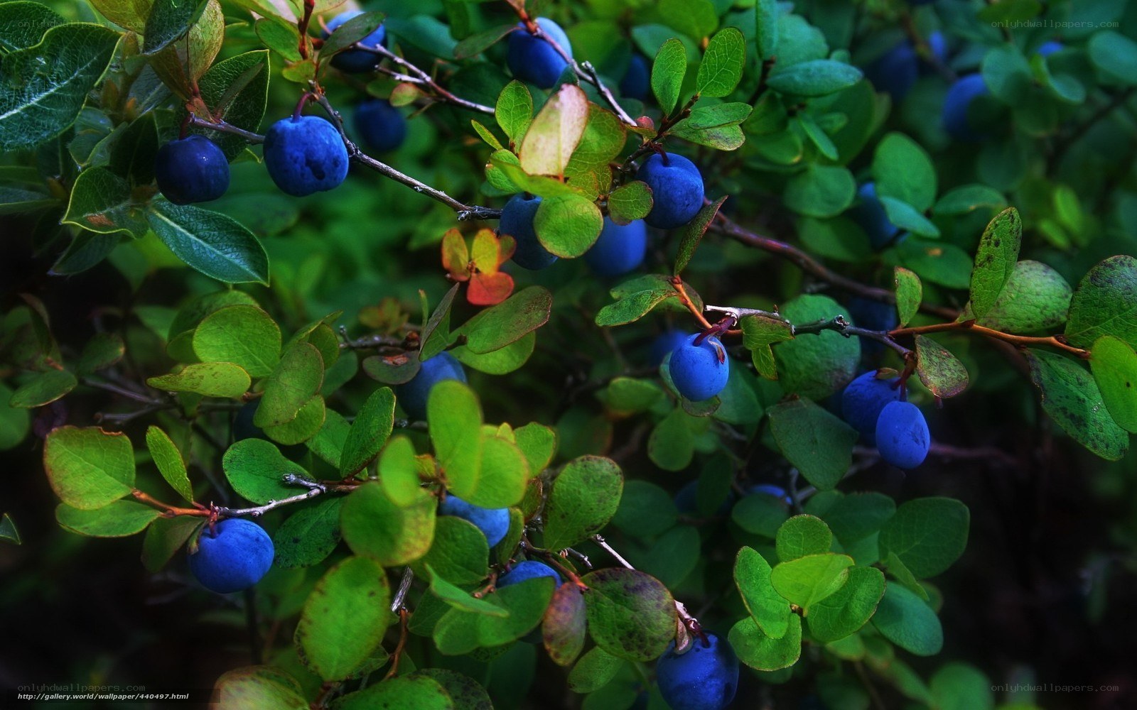 Blueberries on a bush
