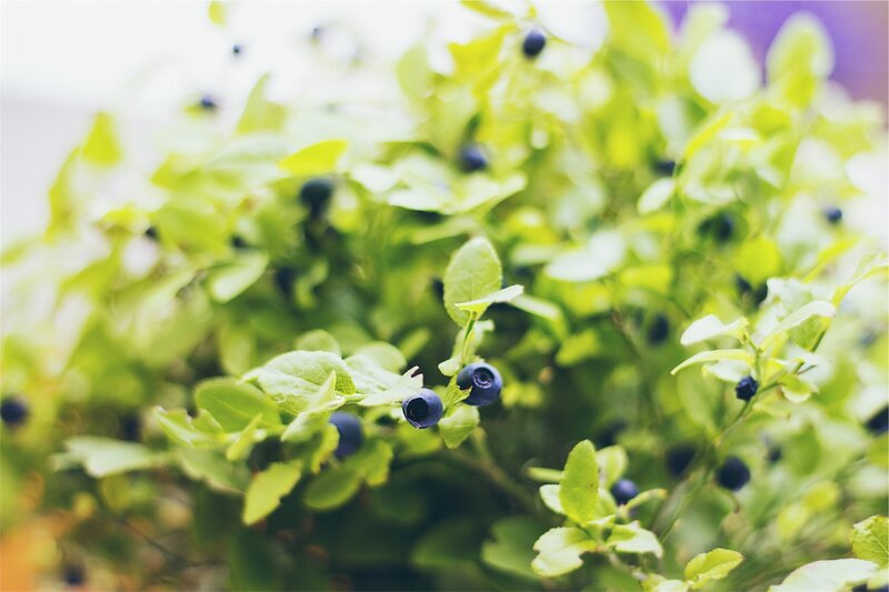 blueberries on a bush