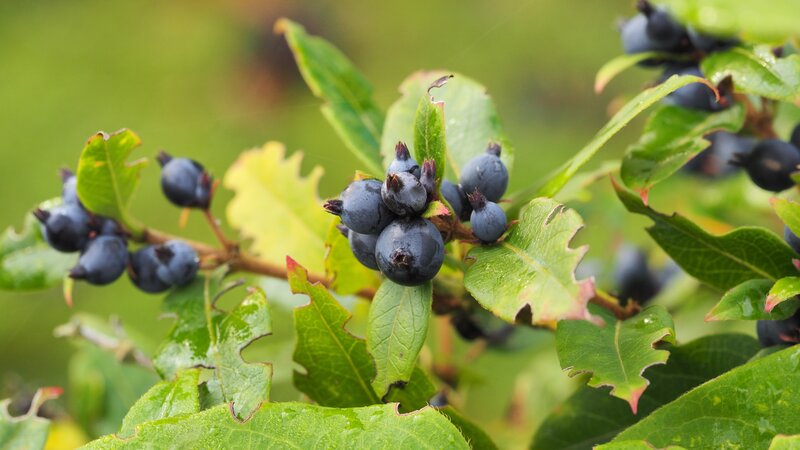 blueberries on a bush