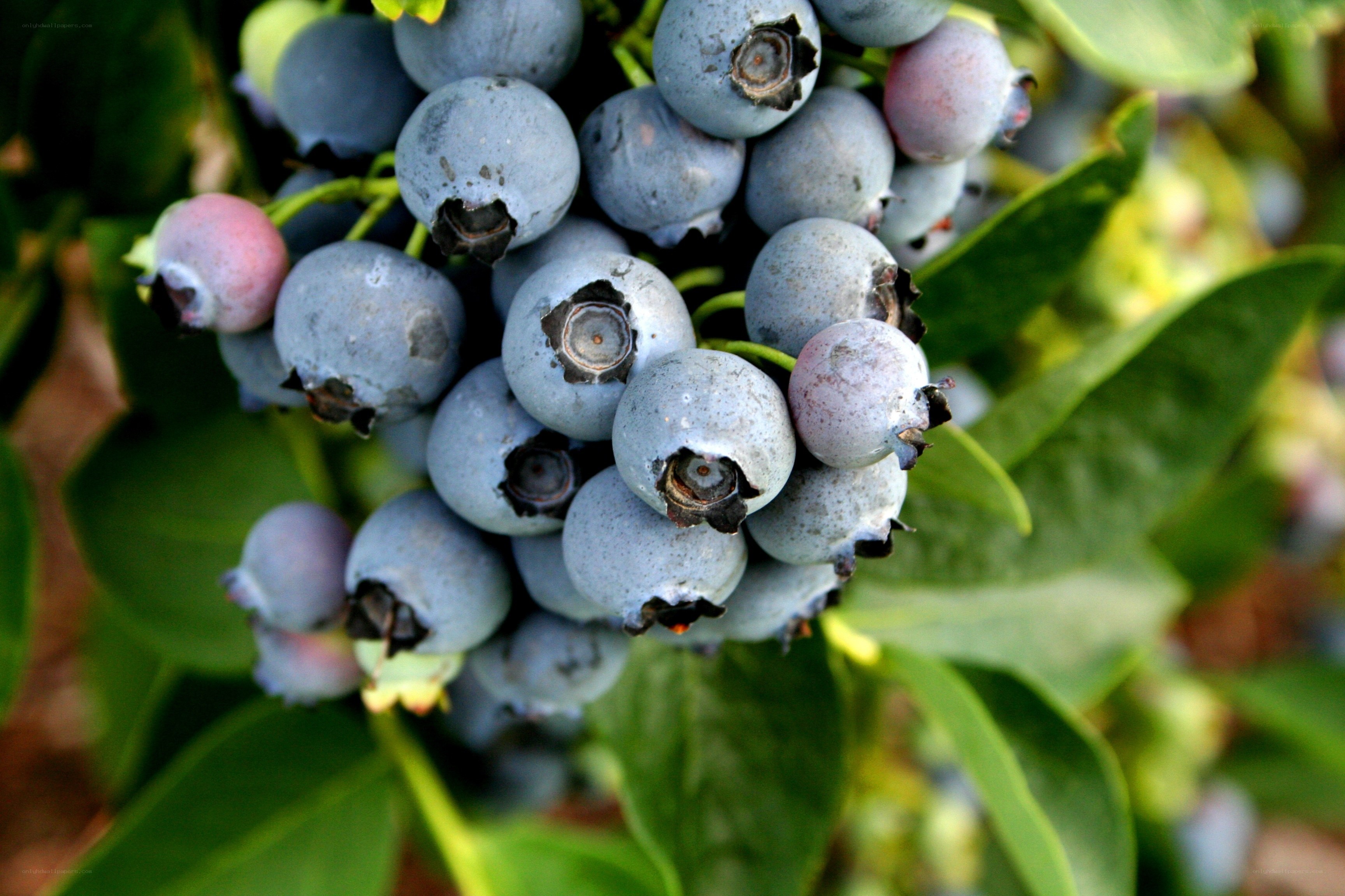 blueberries on a bush