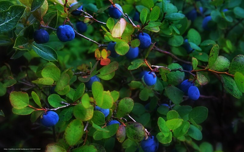 Blueberries on a Bush — Blue, Natural, Photograph