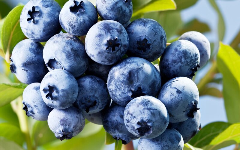 Blueberries on a Bush — Blue, Natural