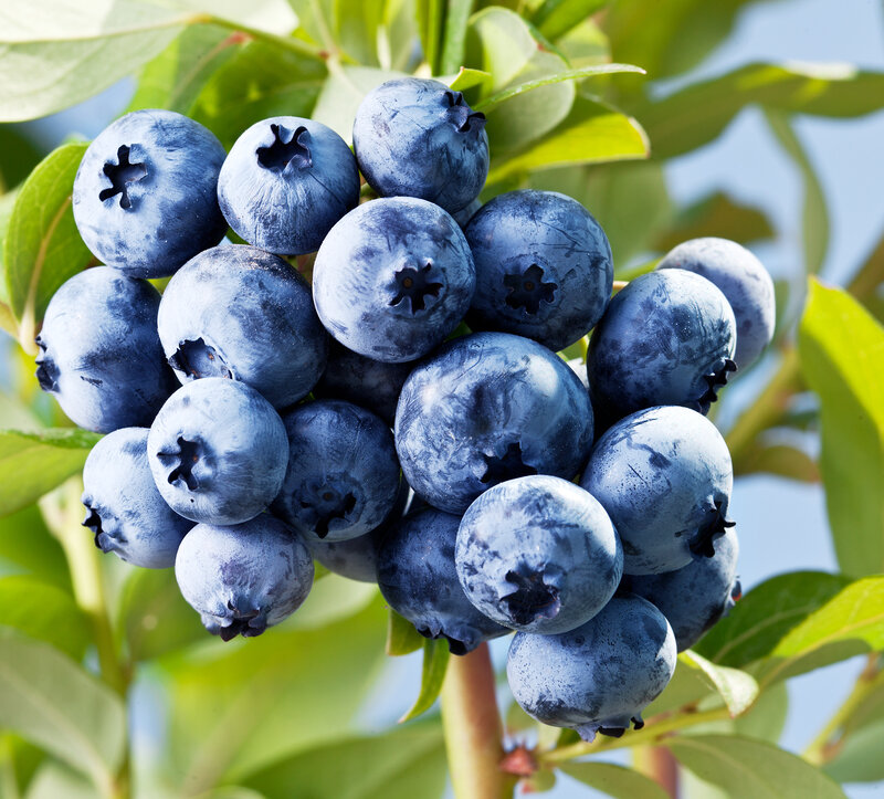 Blueberries on a Bush — Blue