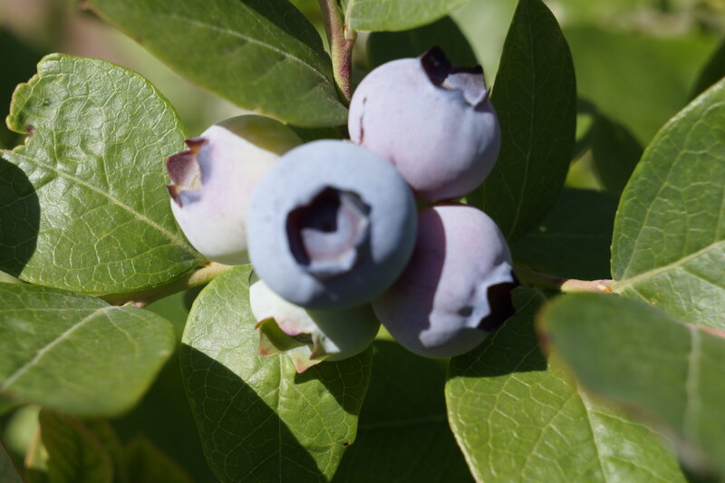 Blueberries on a Bush — Green, Natural, Afternoon
