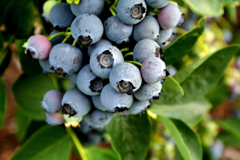 Blueberries on a Bush — Green, Natural, Summer, Photograph, Leaves