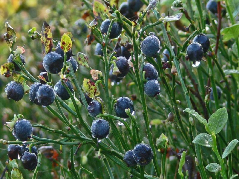 Blueberries on a Bush — Green, Natural