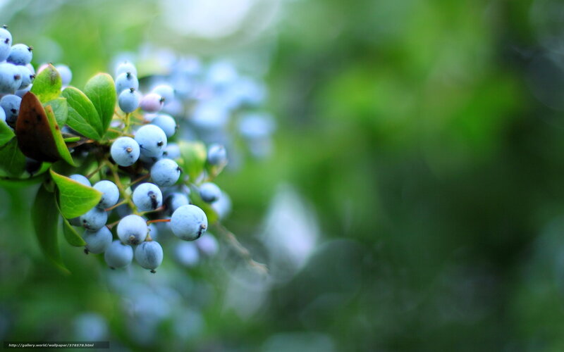 Blueberries on a Bush — Green, Serene