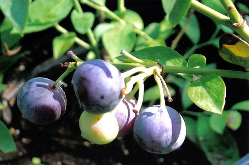 Blueberries on a Bush — Green