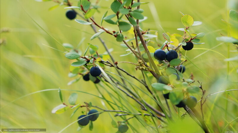 Blueberries on a bush