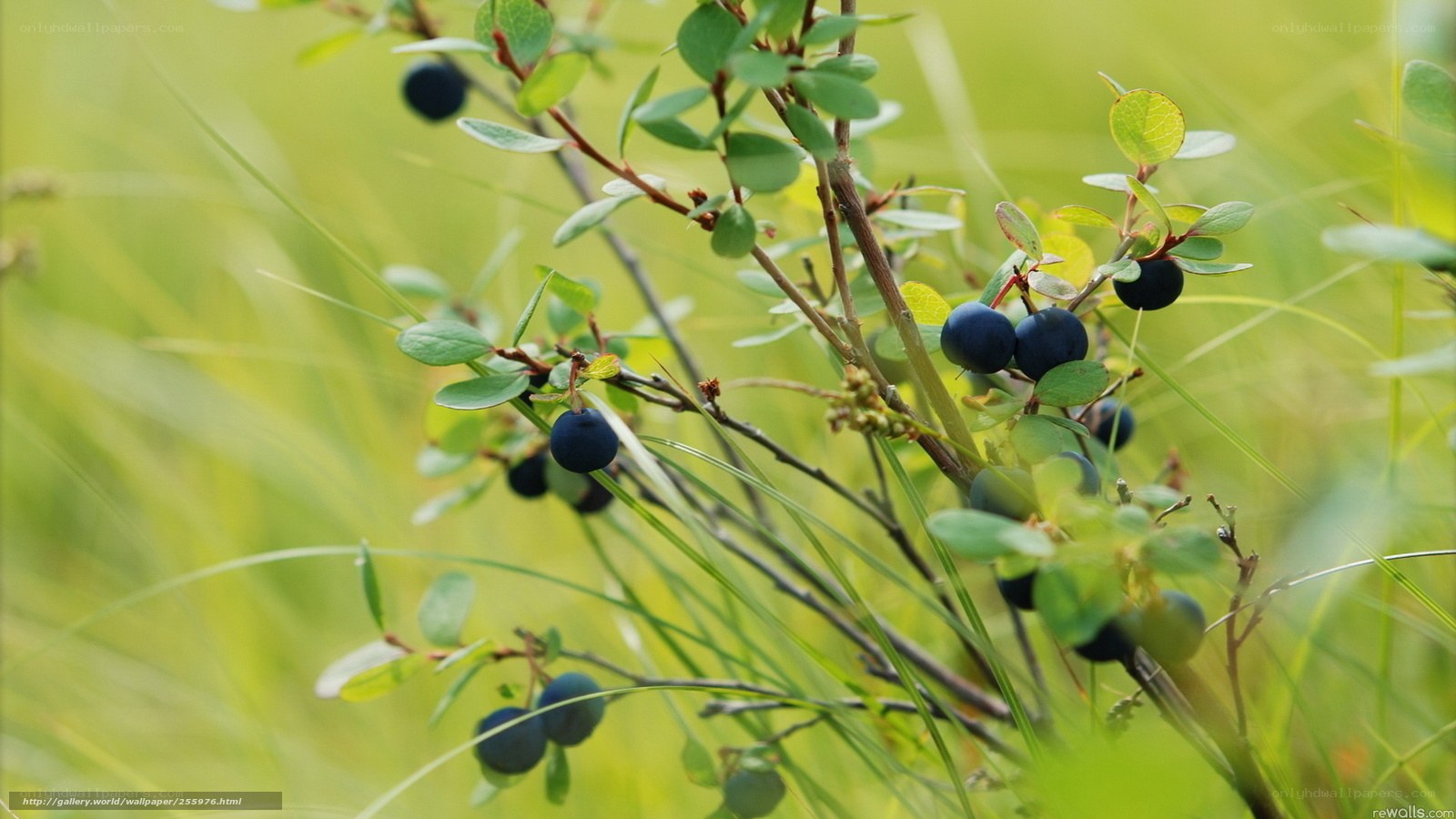 Blueberries on a bush