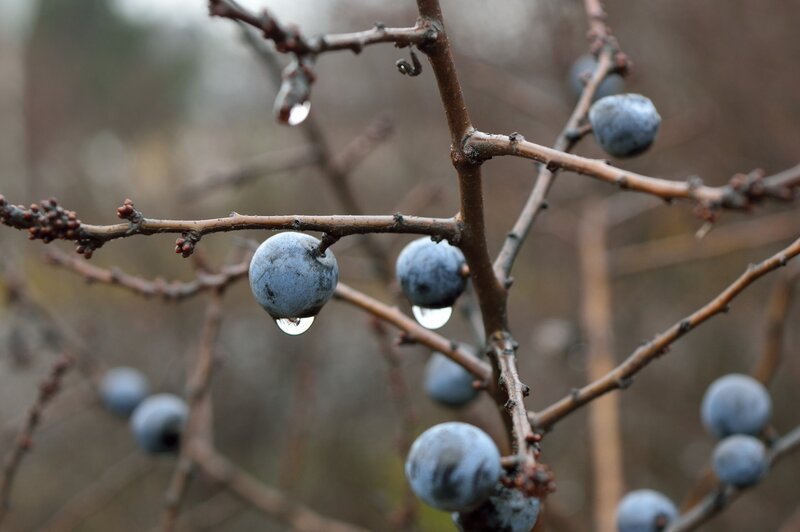 Blueberries on Branch