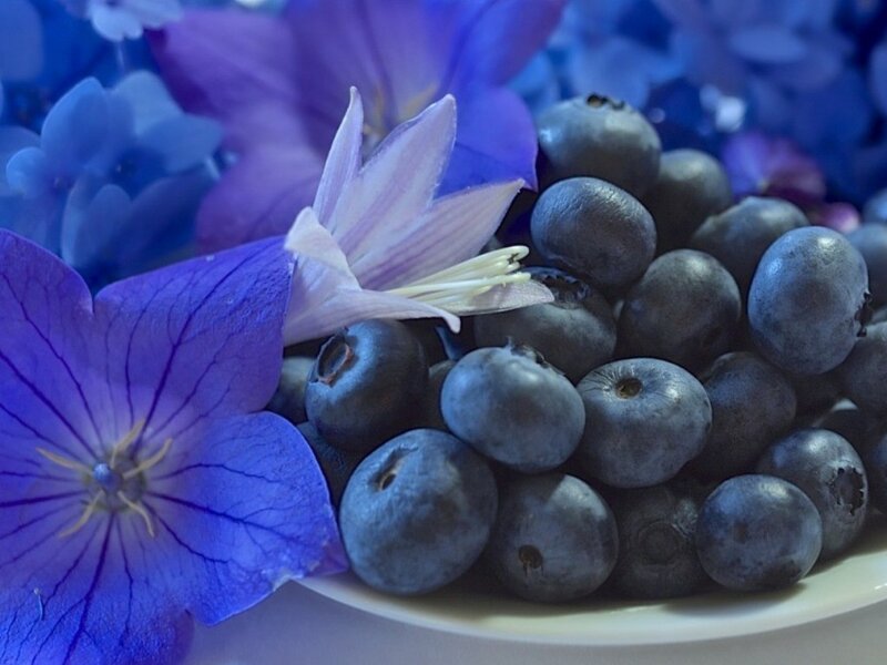 Blueberries with Flowers — Blue, Calm
