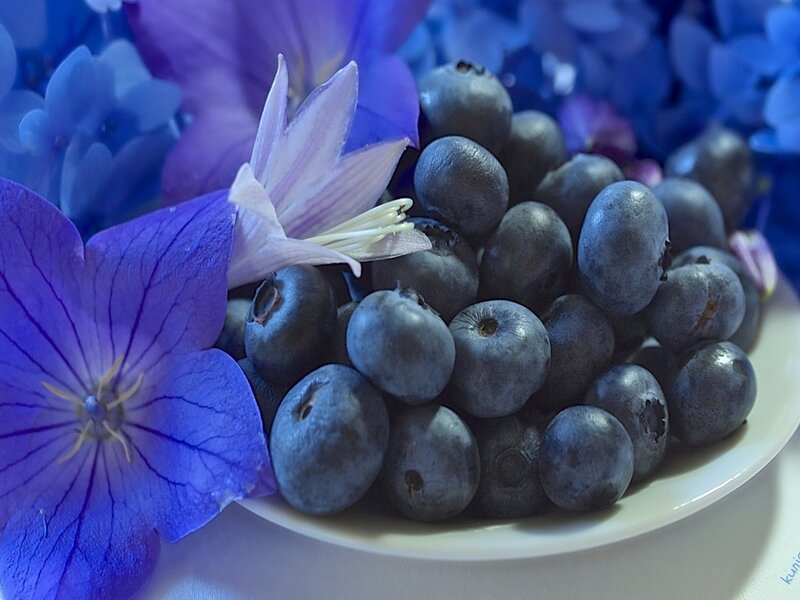 Blueberries with Flowers — Blue