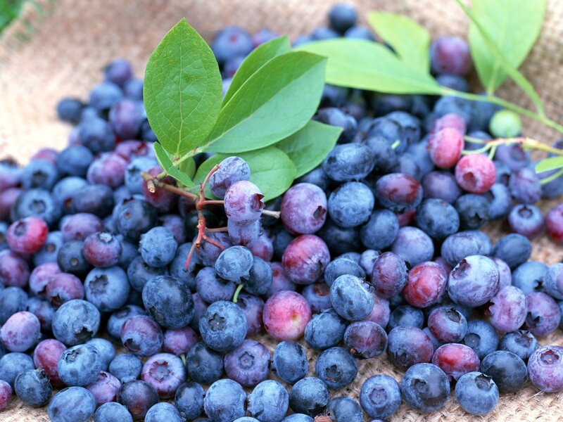 Blueberries with Leaves