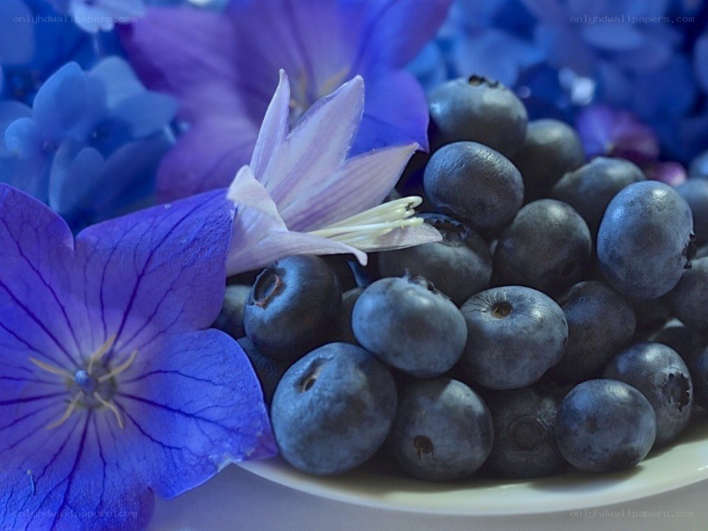 Blueberries with purple flowers