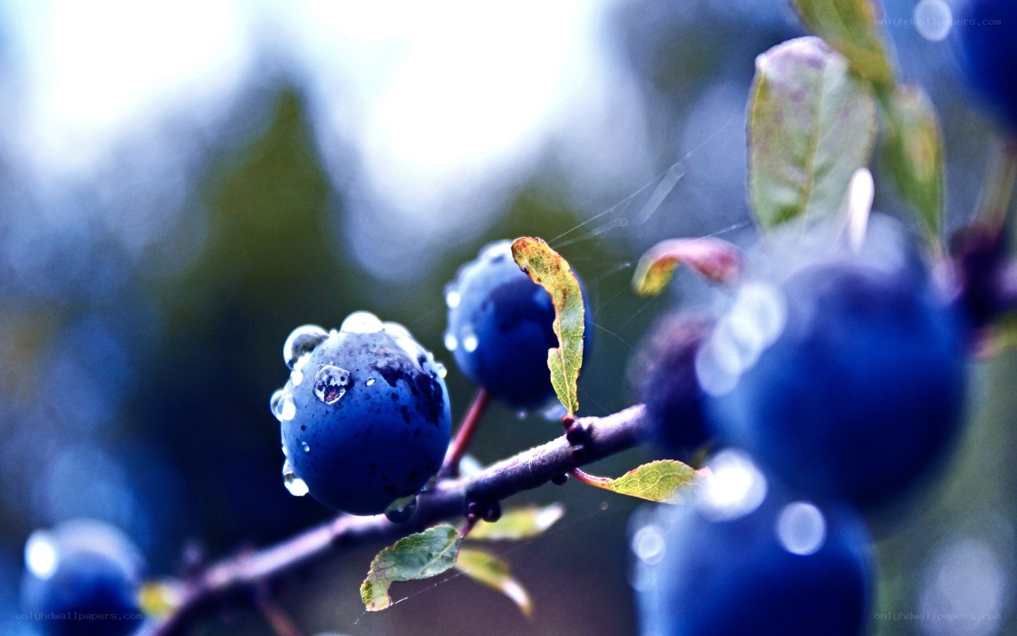 blueberries with water droplets
