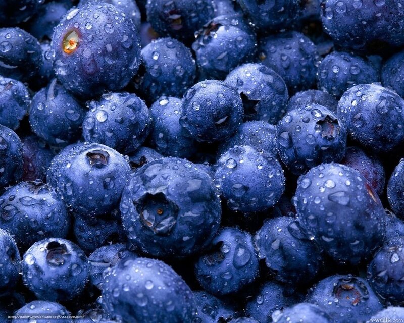 Blueberries with Water Droplets — Blue, Fresh, Photograph, Water Droplets, Fruit