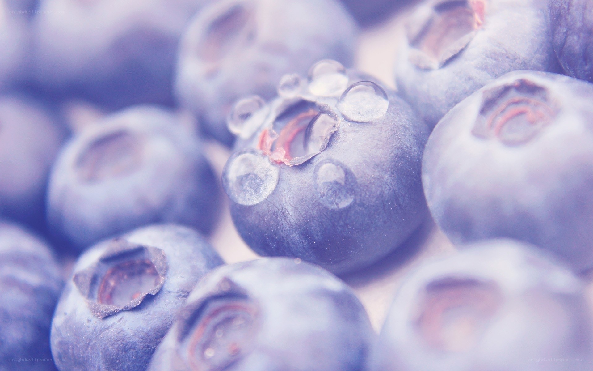 blueberries with water droplets
