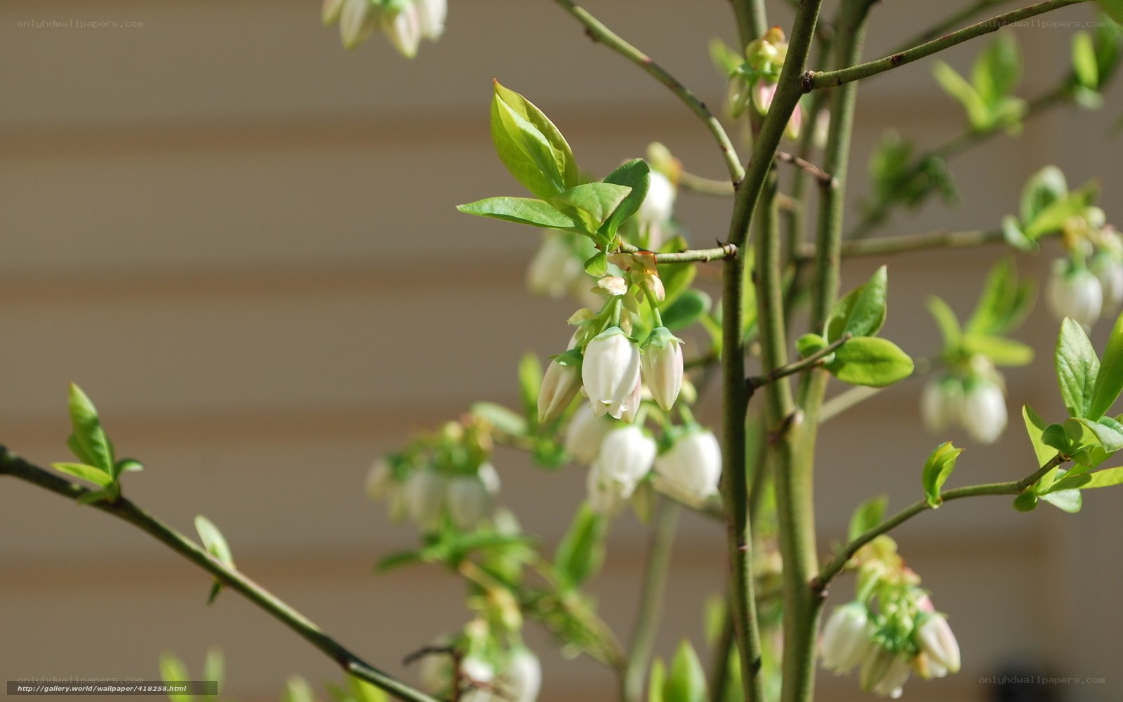 Blueberry blossoms in spring