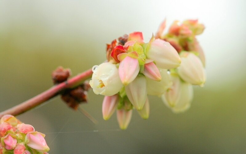 Blueberry Blossoms on Branch