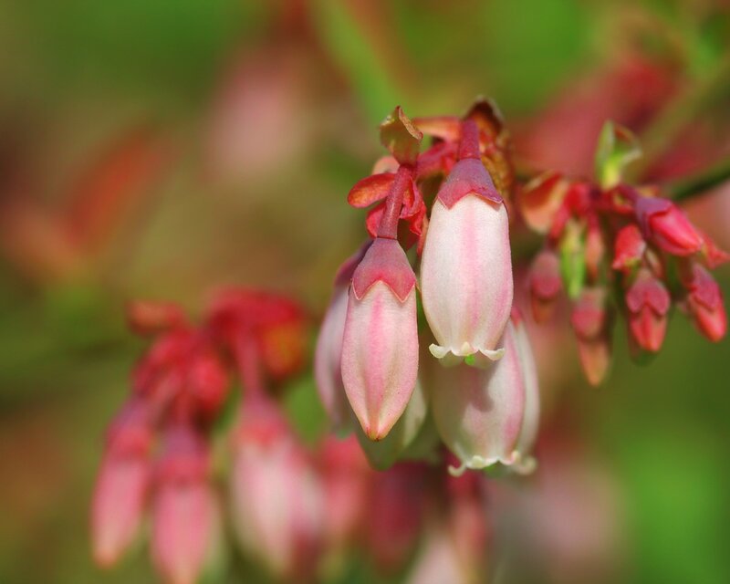 Blueberry Blossoms