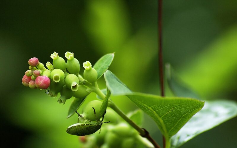 Blueberry Buds and Insect — Green