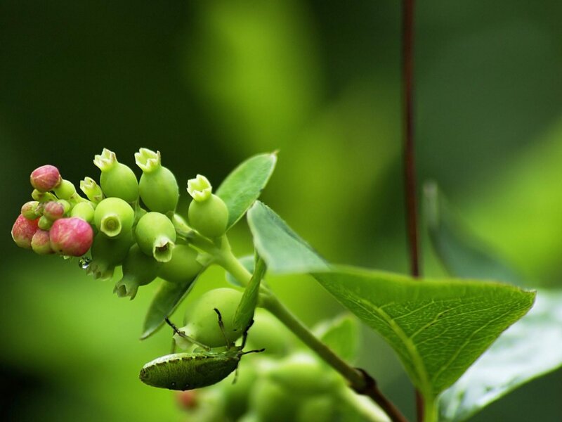 Blueberry Buds and Insect